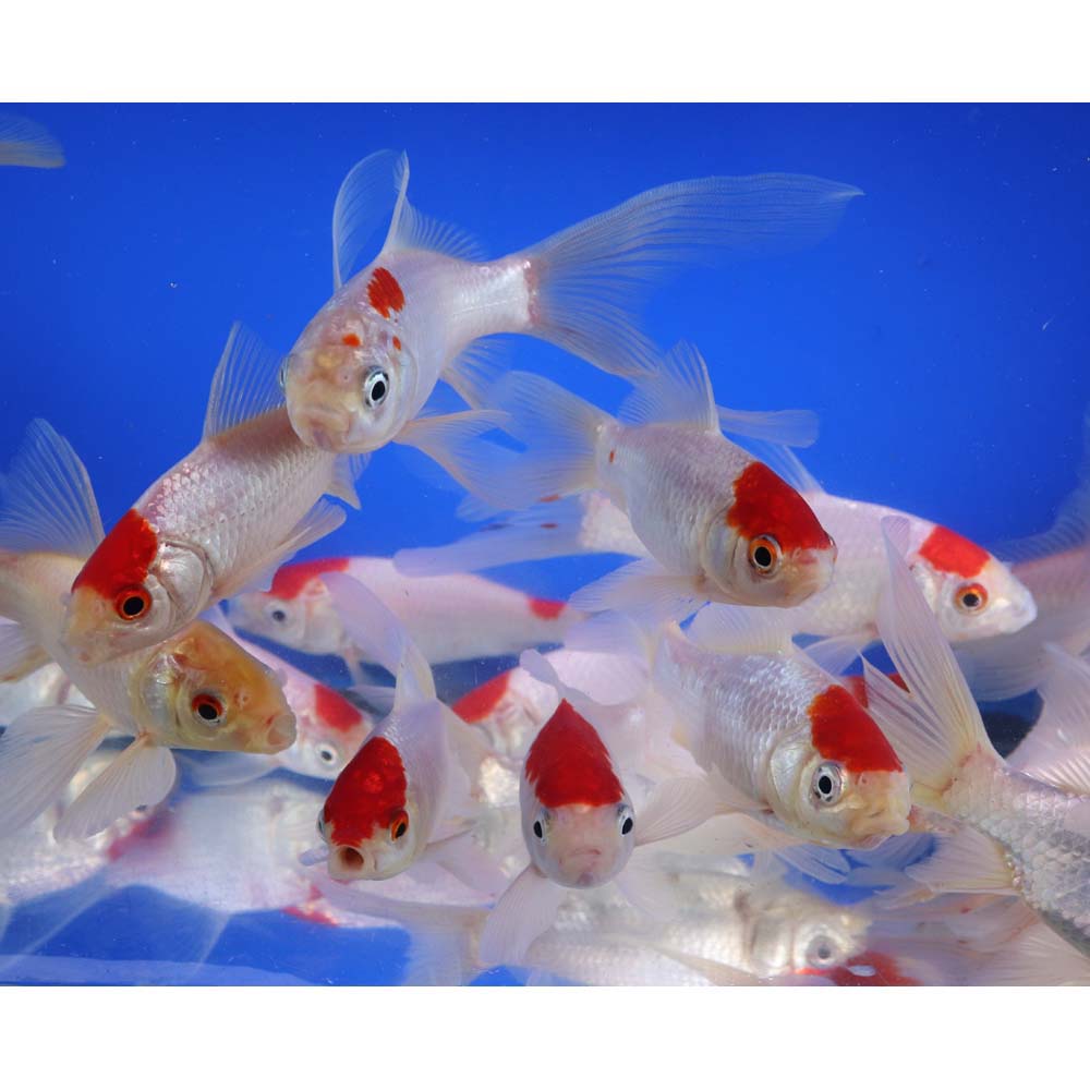 Tancho Sarasa Comet 5-6"