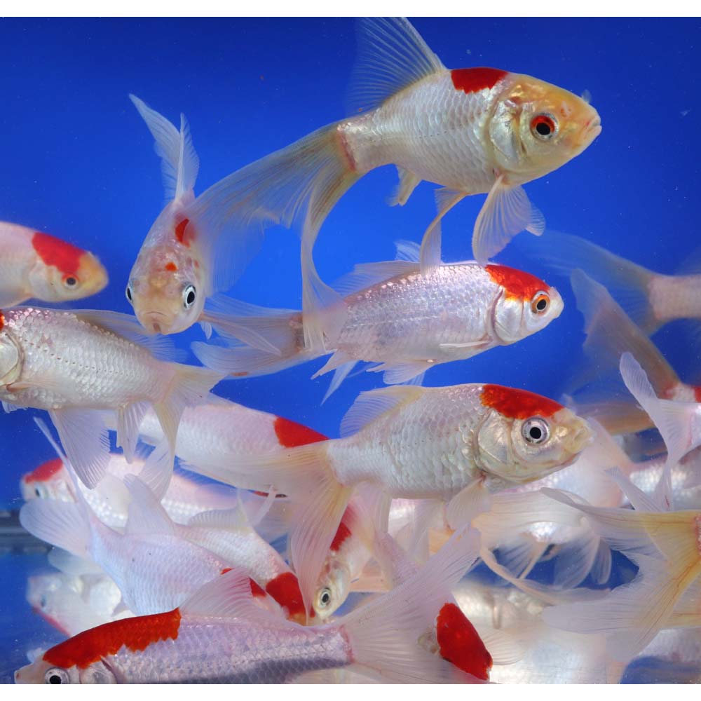 Tancho Sarasa Comet 5-6"