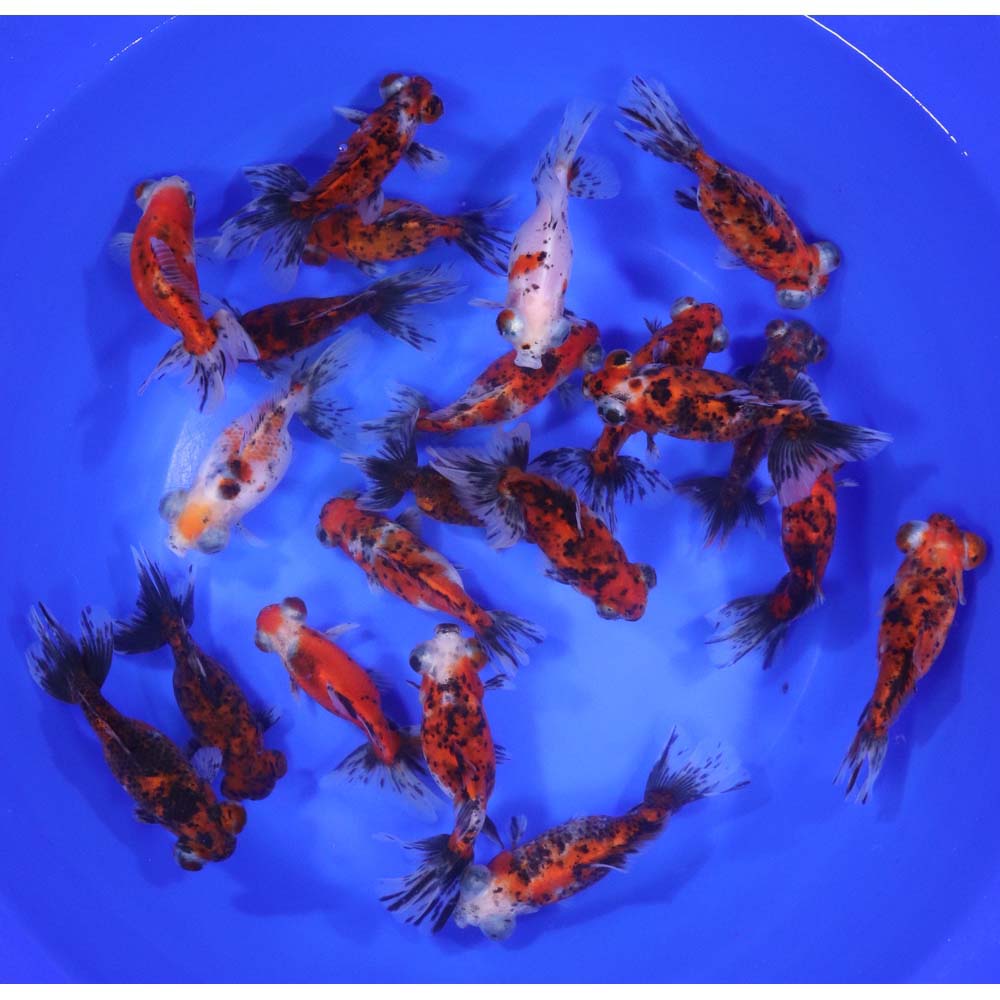 Calico Telescope Eye Fantail Goldfish LG