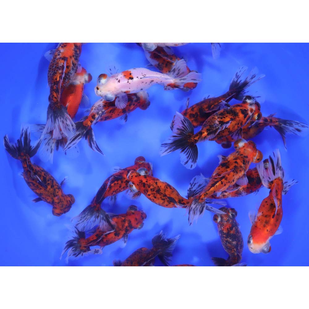 Calico Telescope Eye Fantail Goldfish LG