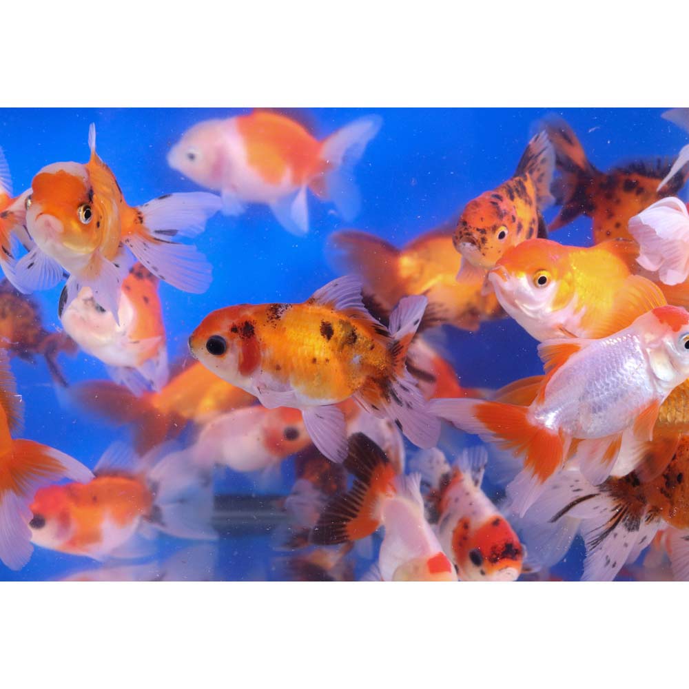 Mixed Oranda Goldfish MD