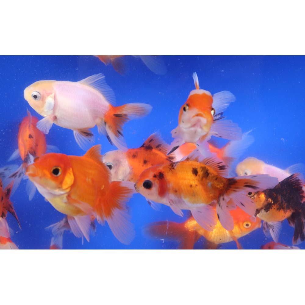 Mixed Oranda Goldfish MD