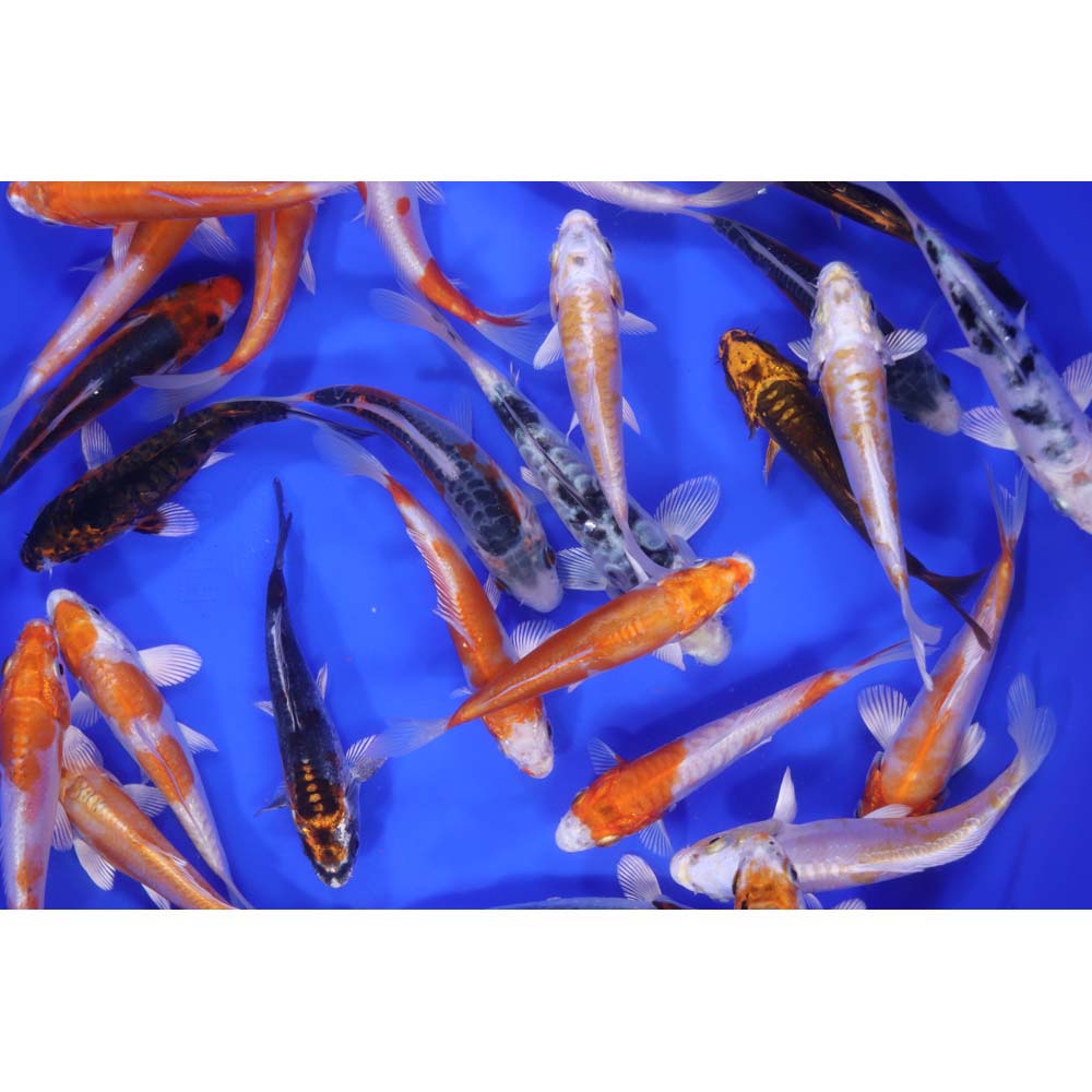 Doitsu Koi Mix 4-5"