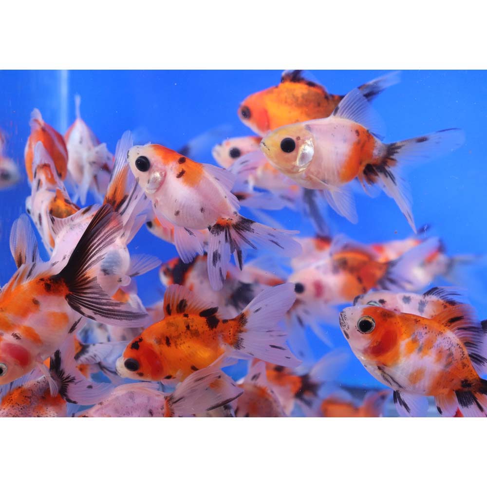 Calico Fantail Goldfish SM