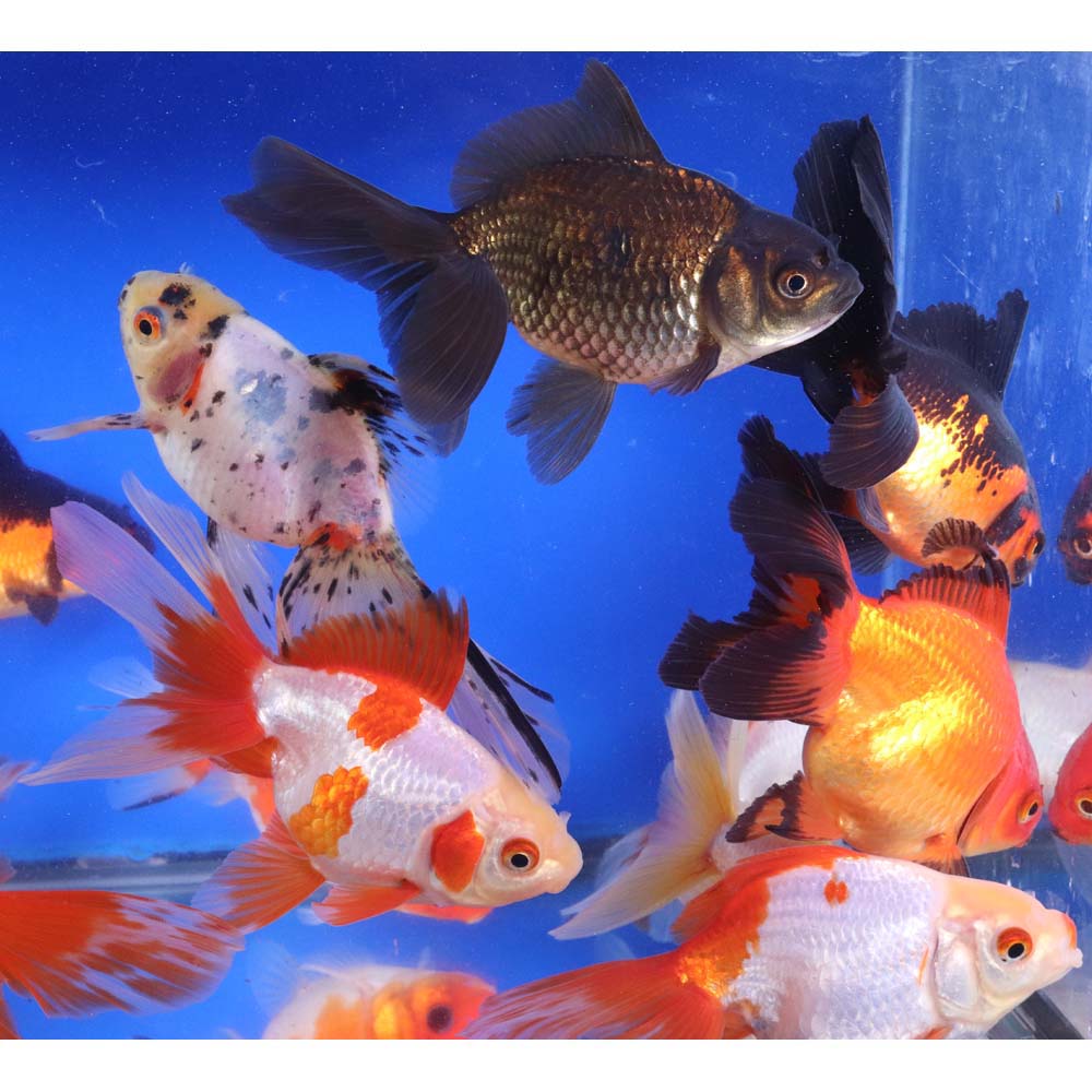Mixed Ryukin Goldfish XL