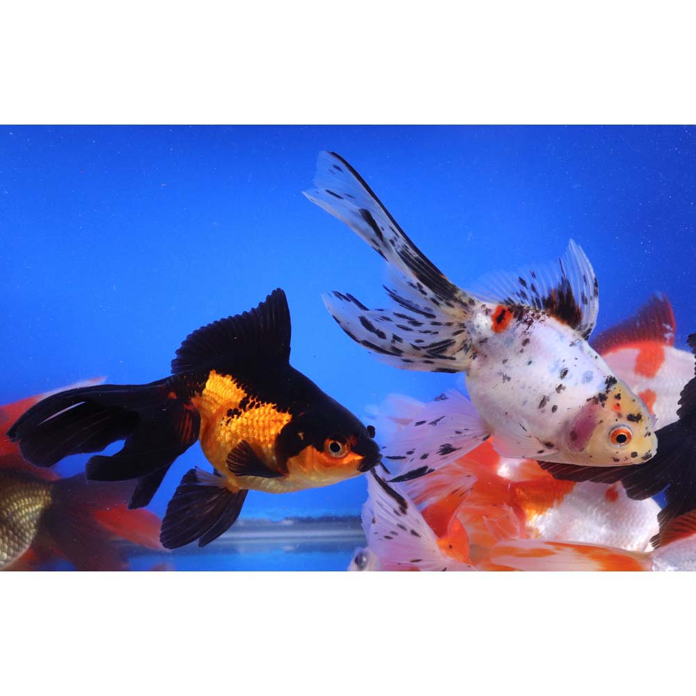 Mixed Ryukin Goldfish XL