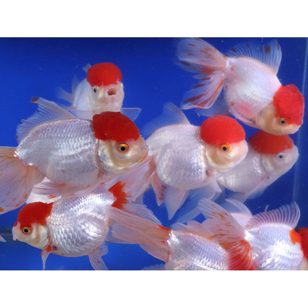 Redcap Oranda Goldfish JUMBO