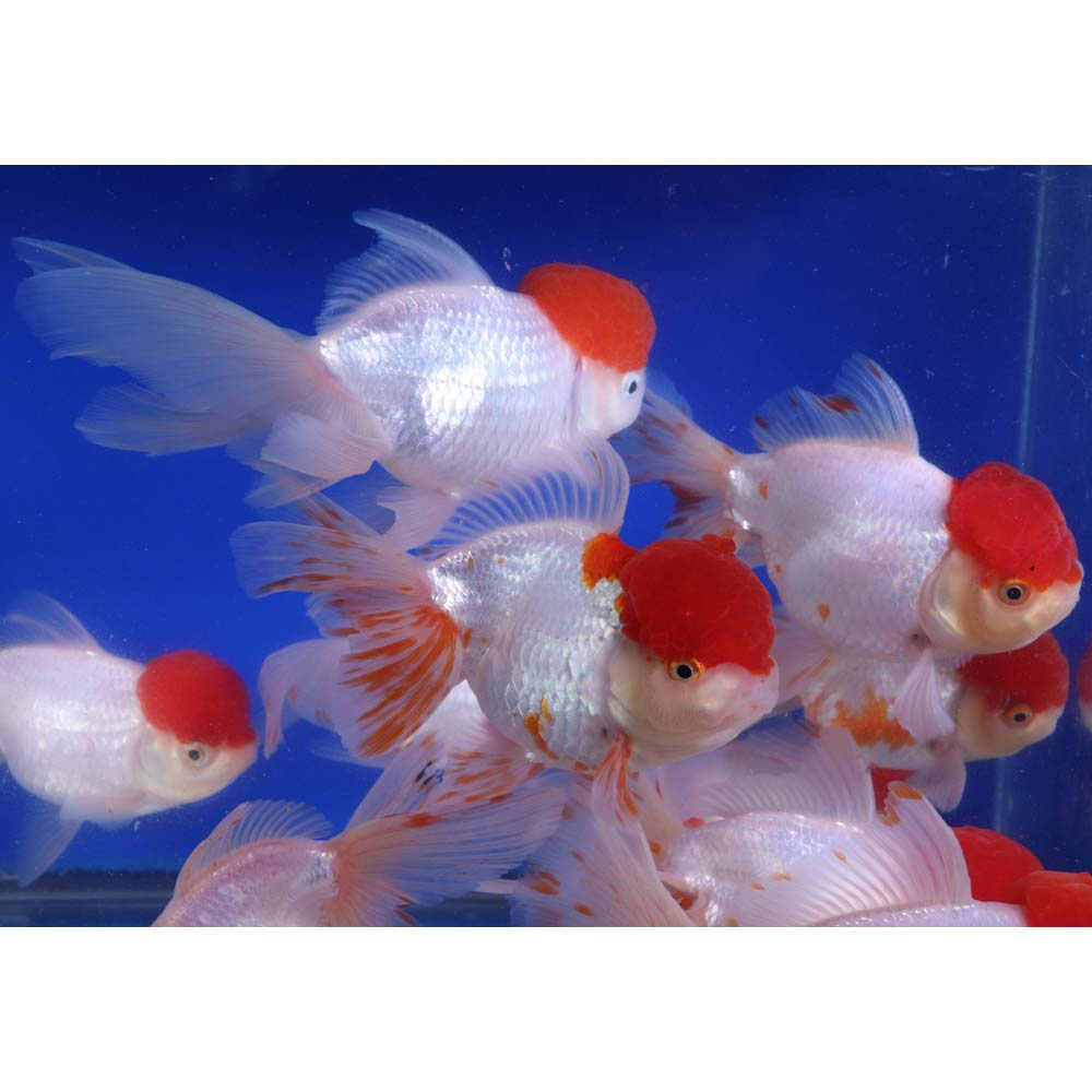 Redcap Oranda Goldfish JUMBO