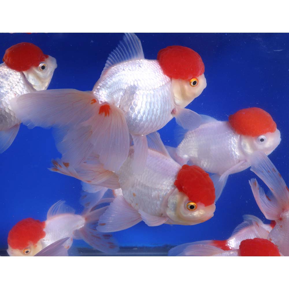 Redcap Oranda Goldfish JUMBO