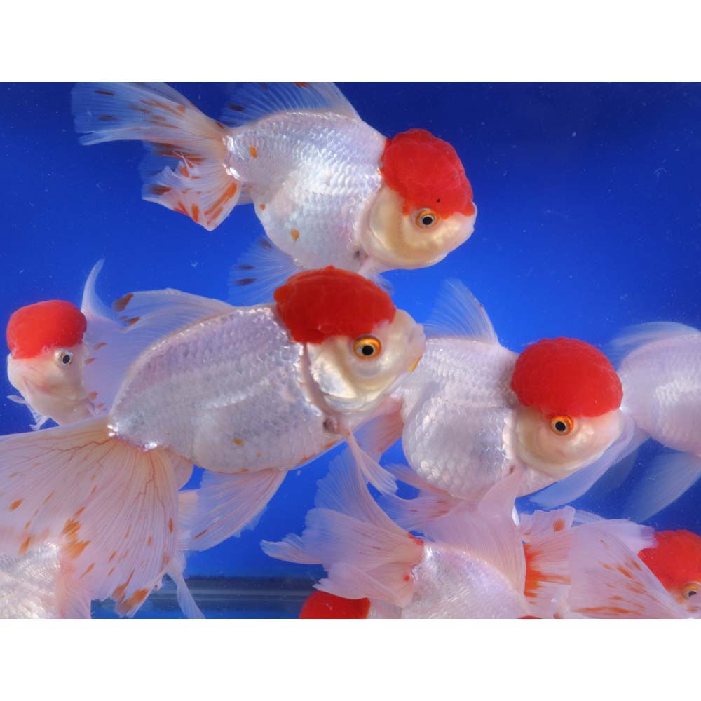 Redcap Oranda Goldfish JUMBO