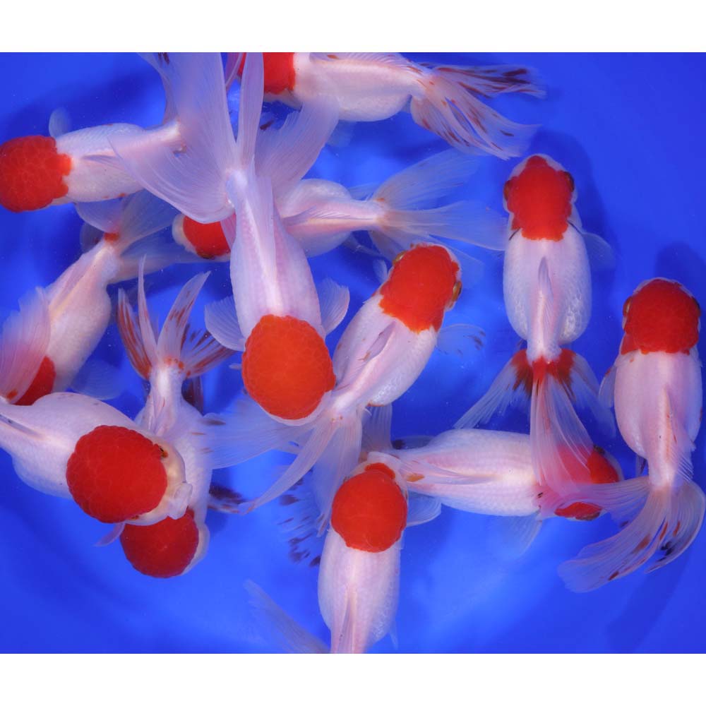 Redcap Oranda Goldfish JUMBO