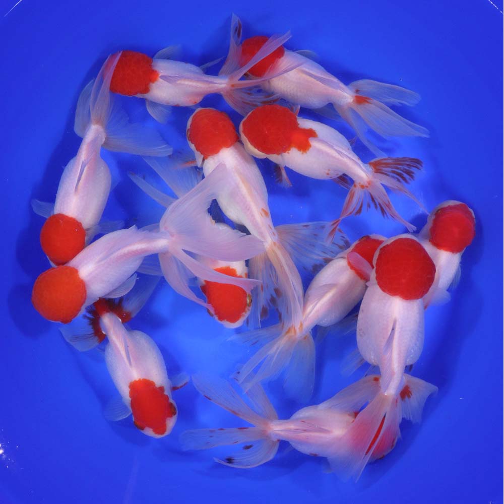 Redcap Oranda Goldfish JUMBO