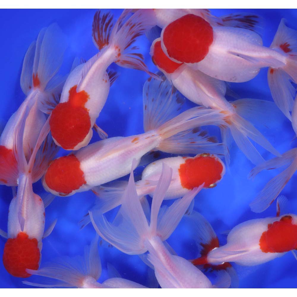 Redcap Oranda Goldfish JUMBO