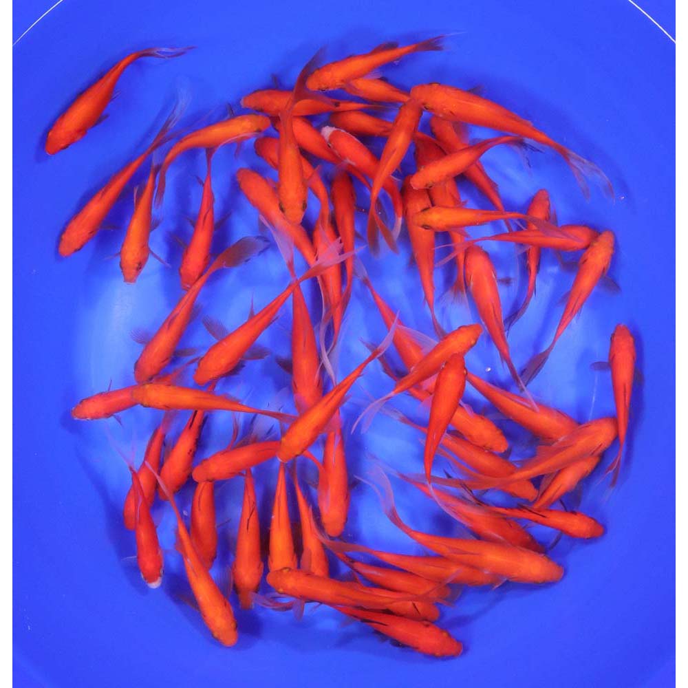 Premium Longtail Red Comet 3-4"