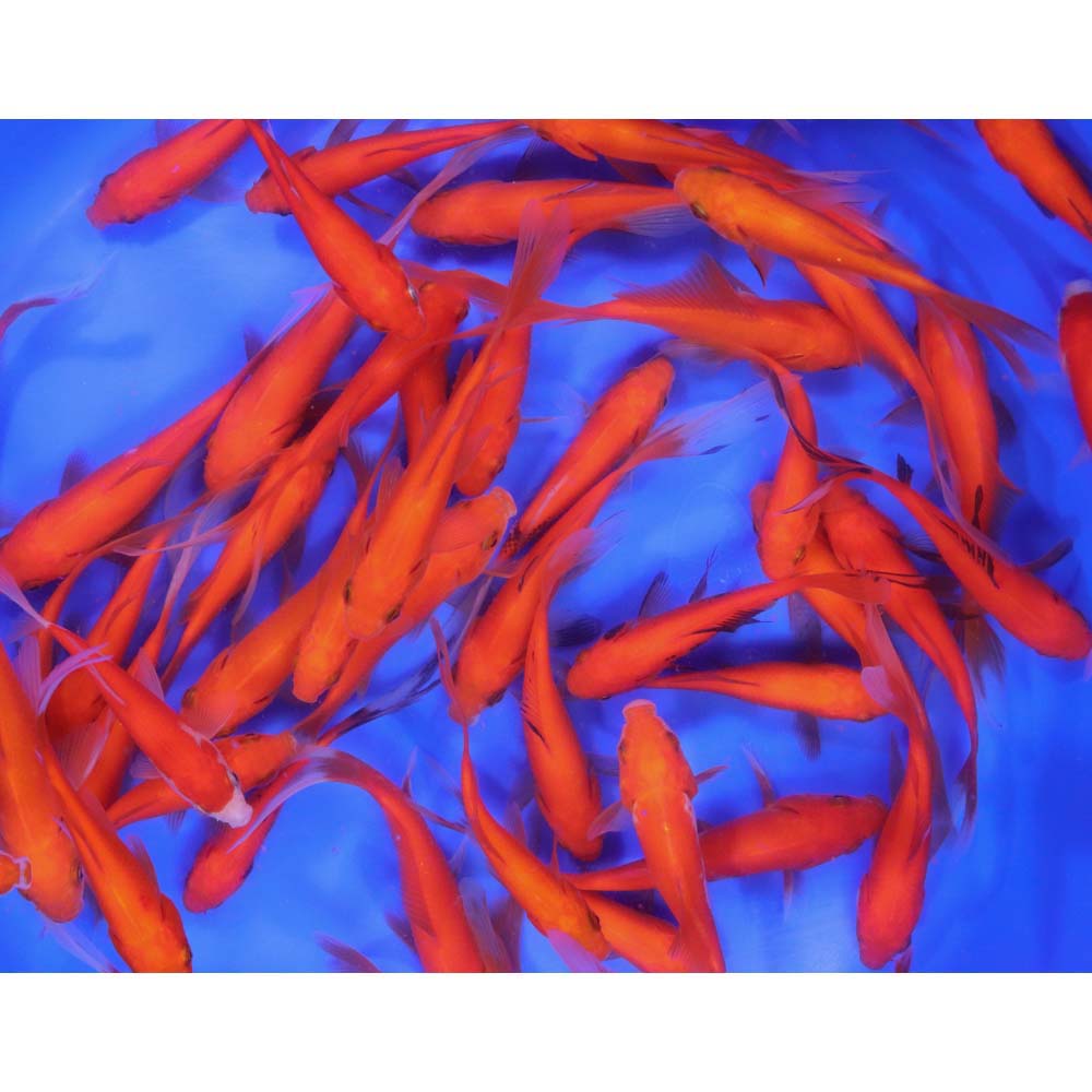 Premium Longtail Red Comet 3-4"