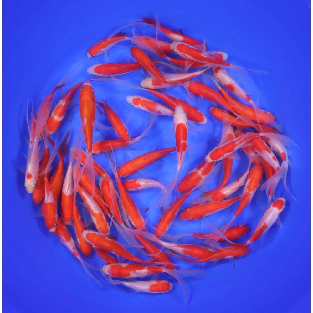 Premium Longtail Sarasa Comet 3-4"