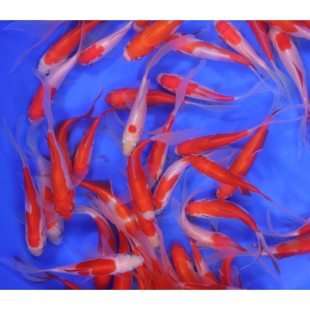 Premium Longtail Sarasa Comet 3-4"