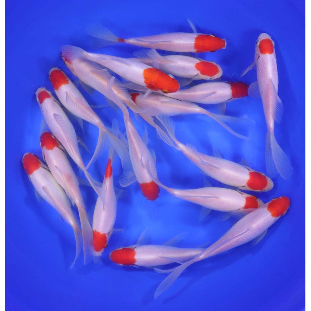 Tancho Sarasa Comet 6-7"