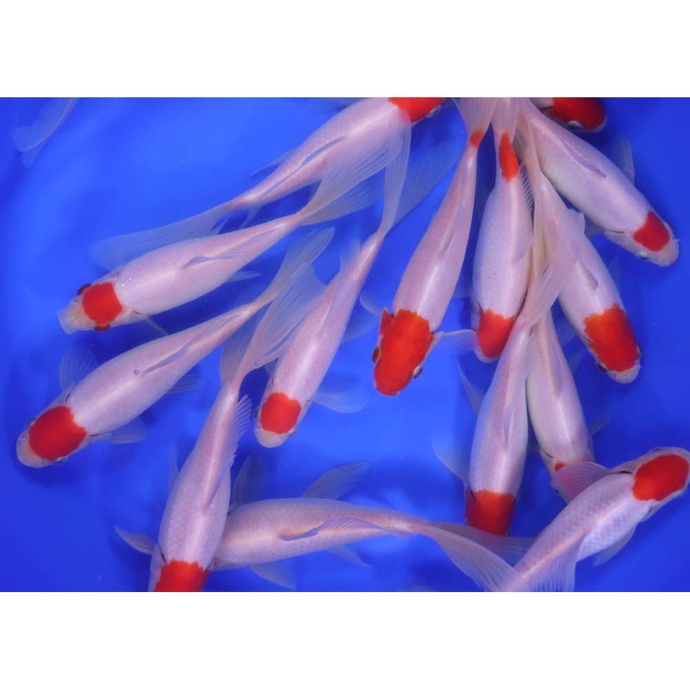 Tancho Sarasa Comet 6-7"