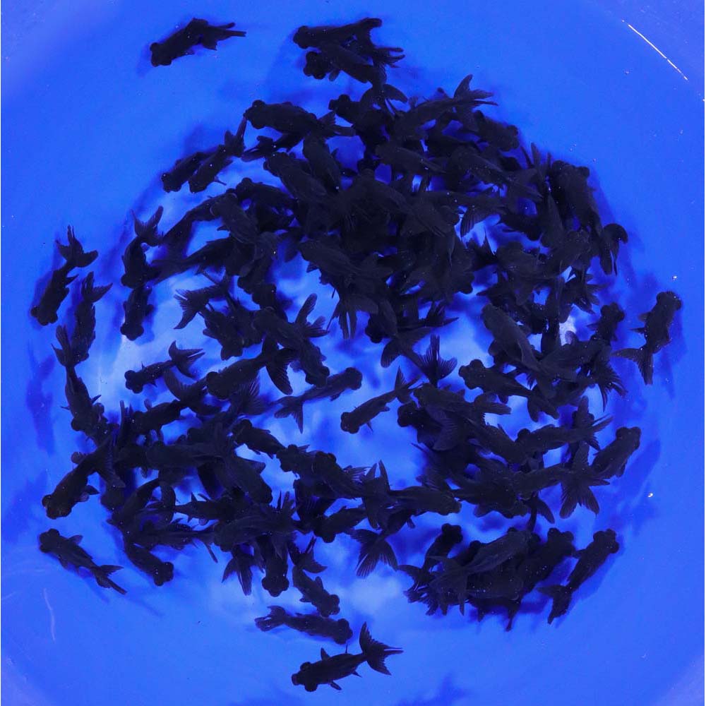 Black Moor Goldfish XS