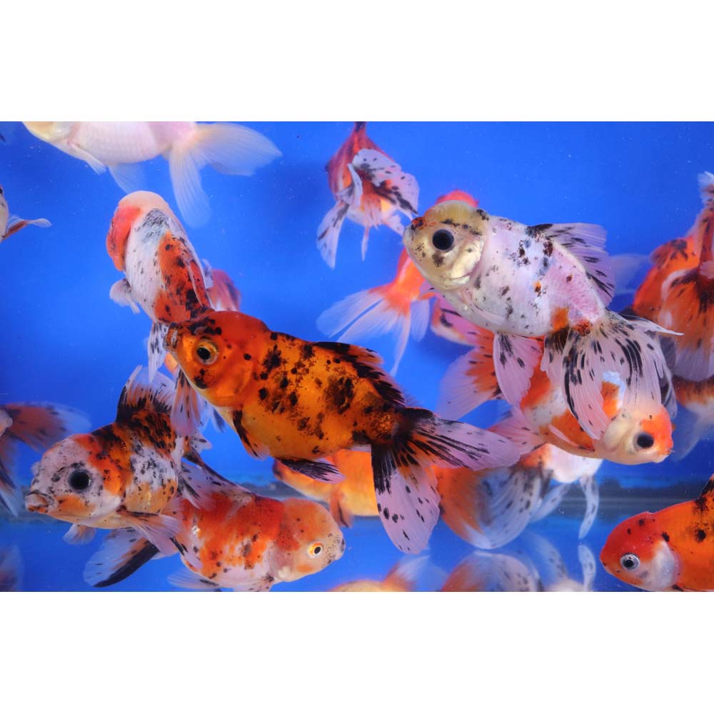 Calico Oranda Goldfish LG