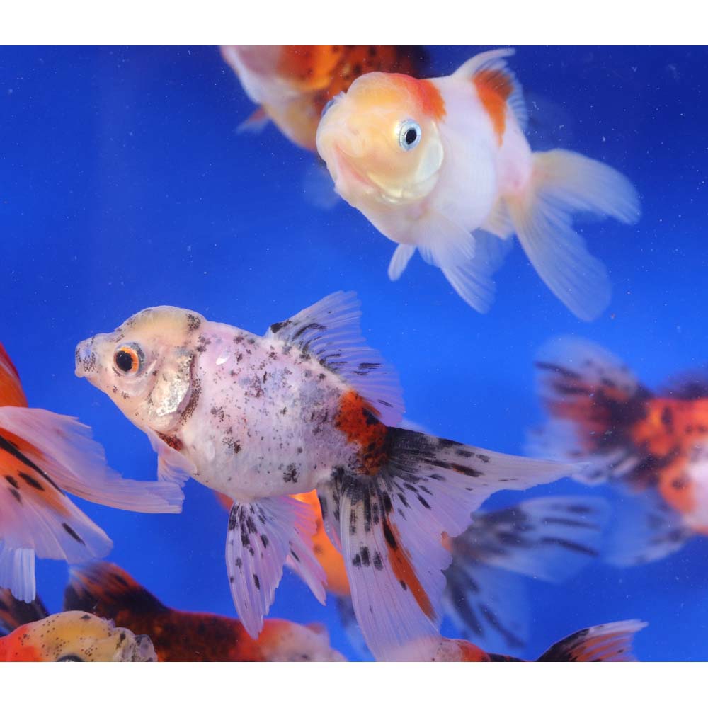 Calico Oranda Goldfish LG