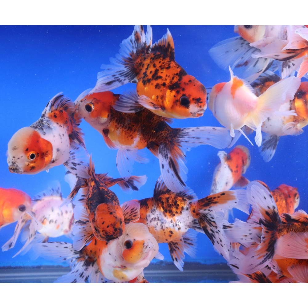 Calico Oranda Goldfish LG