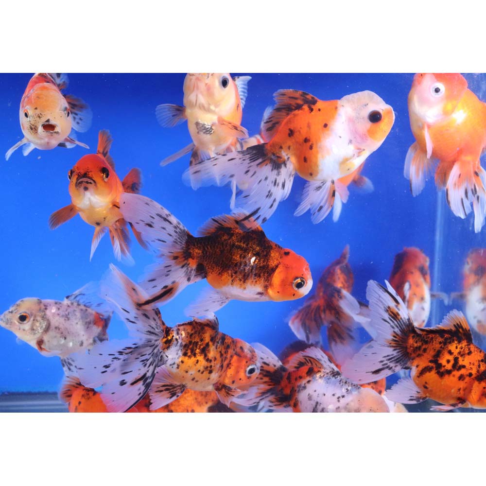 Calico Oranda Goldfish LG