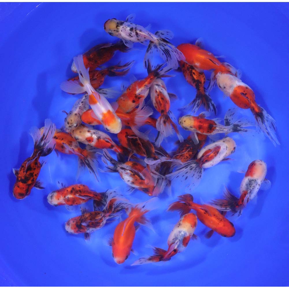 Calico Oranda Goldfish LG