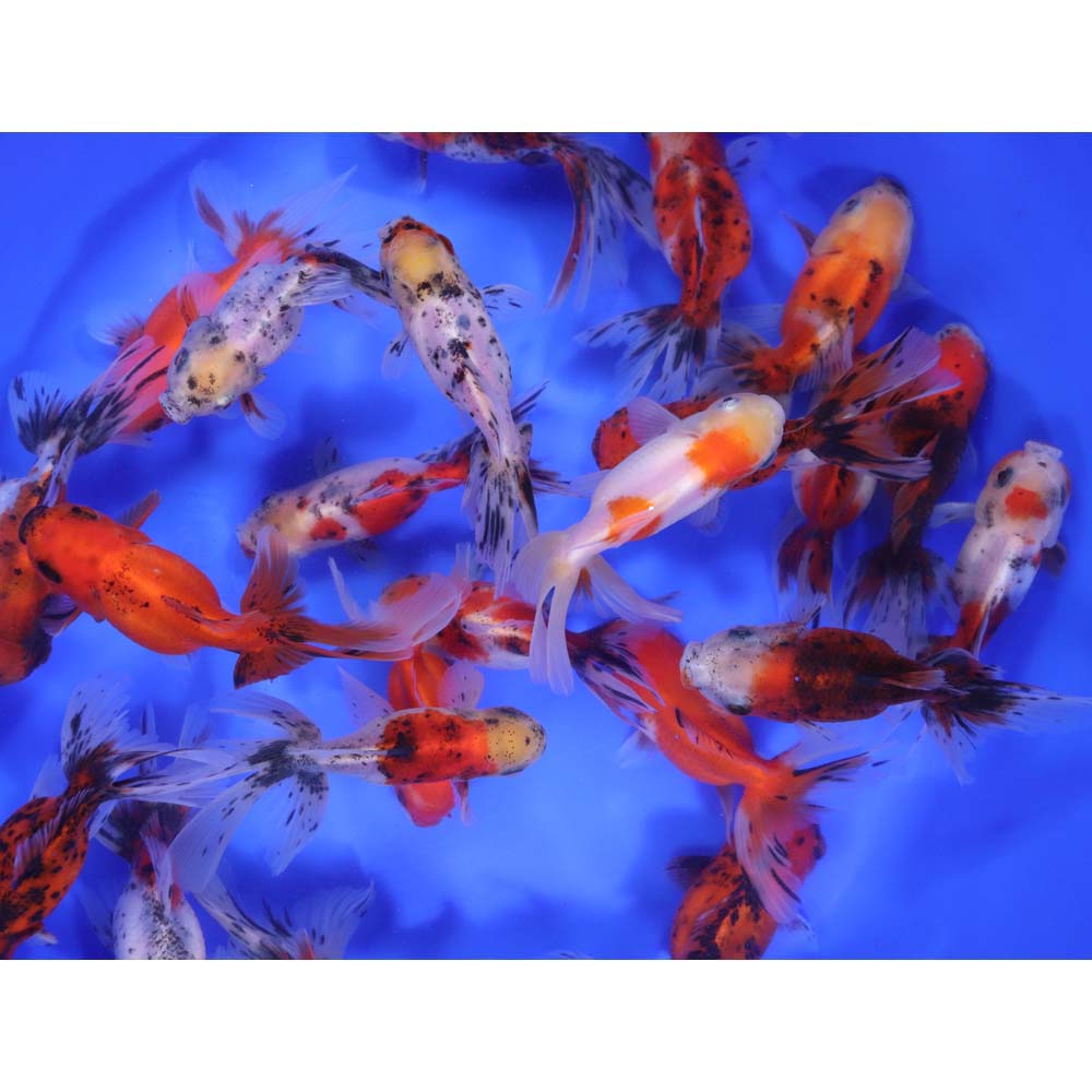 Calico Oranda Goldfish LG