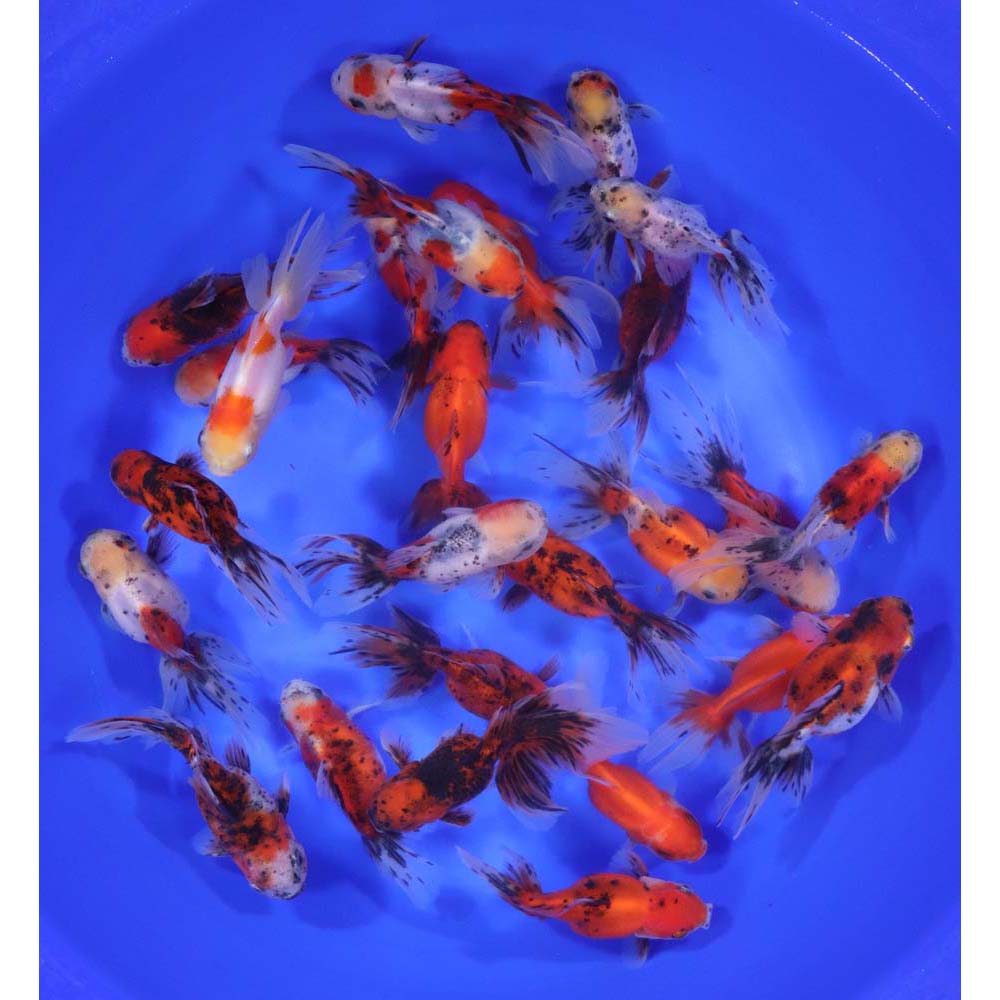 Calico Oranda Goldfish LG