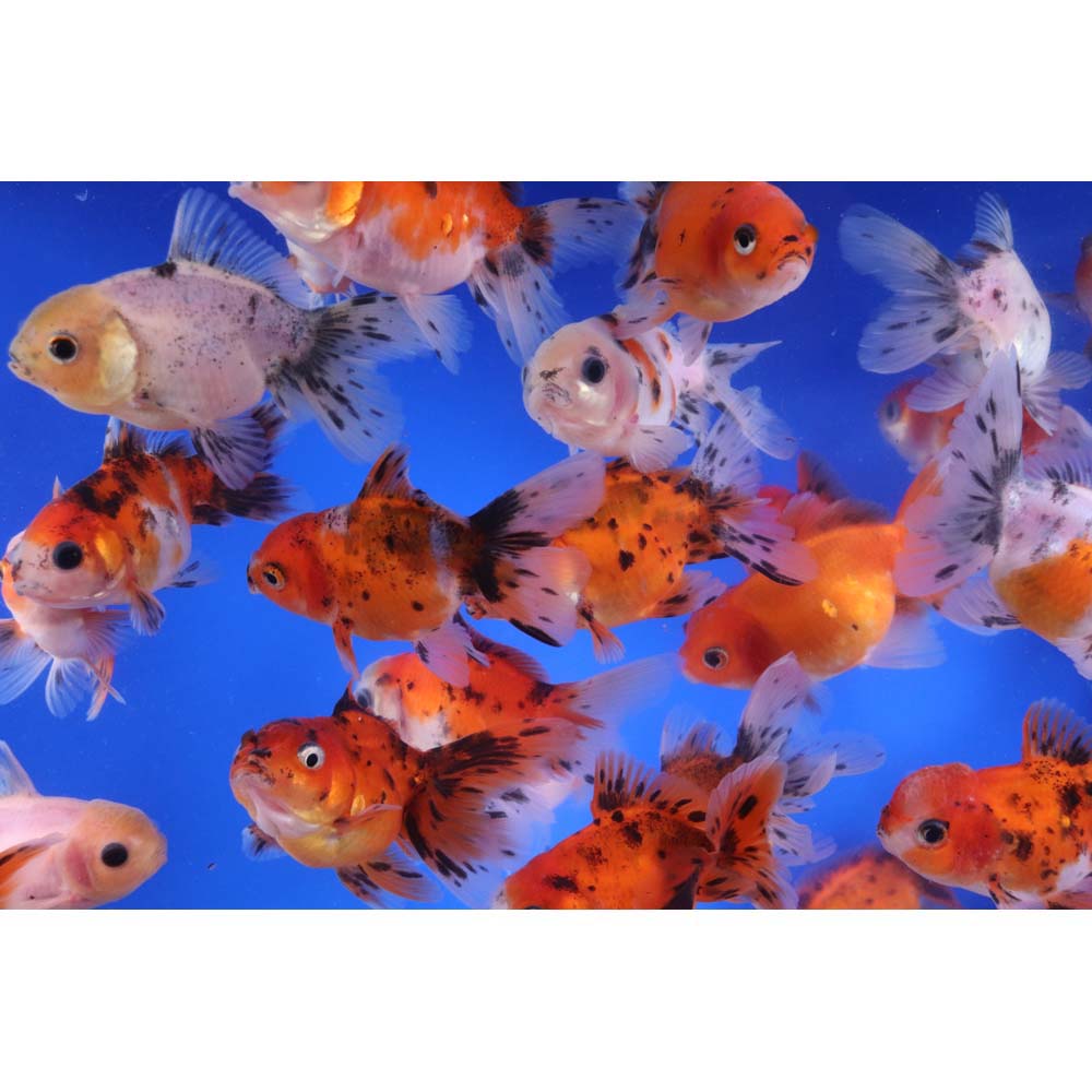 Calico Oranda Goldfish MD