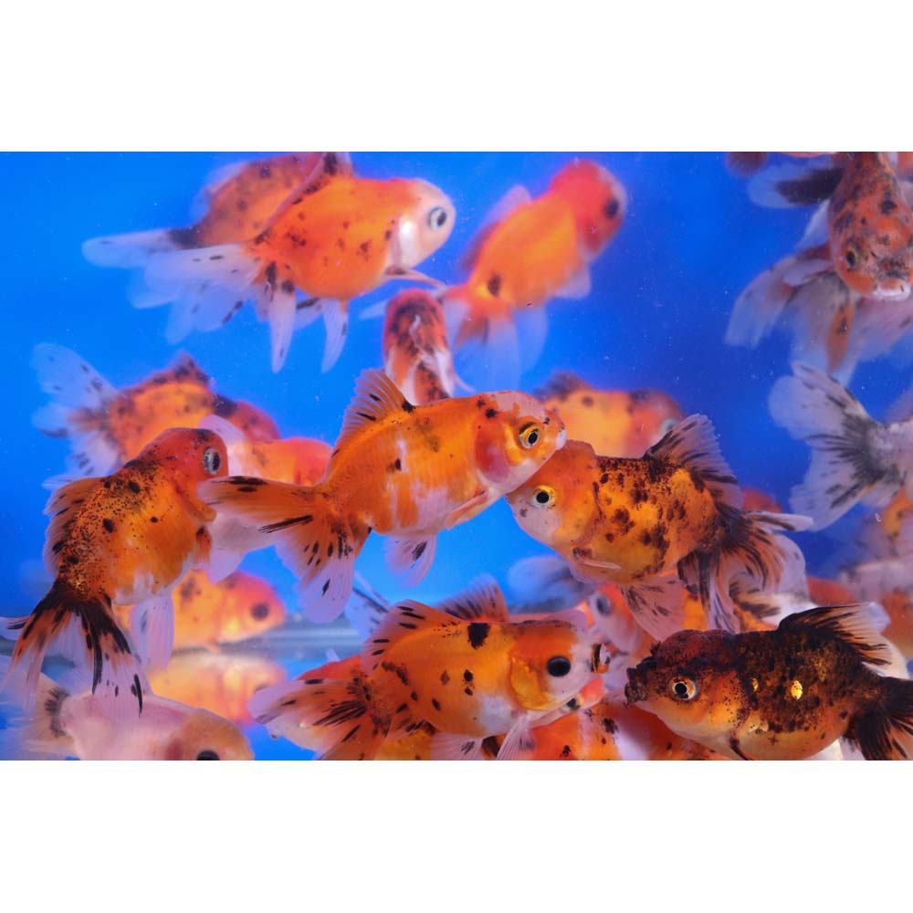 Calico Oranda Goldfish MD