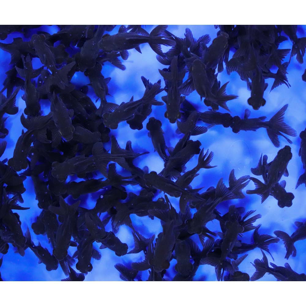 Black Moor Goldfish XS