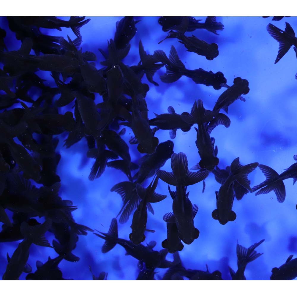 Black Moor Goldfish XS