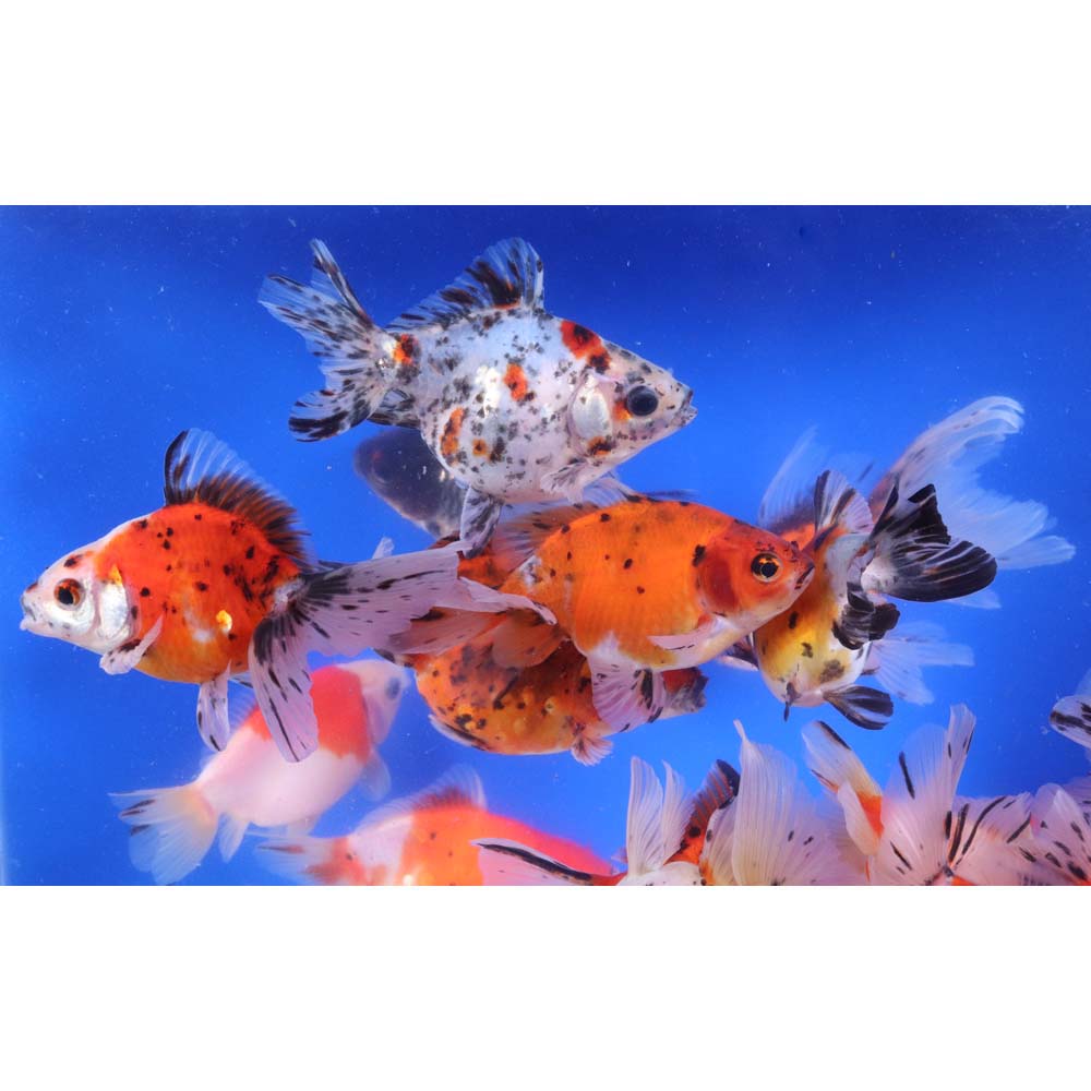 Calico Ryukin Goldfish XL