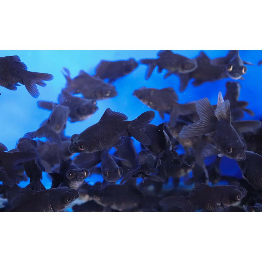 Black Moor Goldfish XS