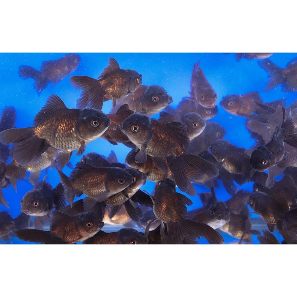 Chocolate Oranda Goldfish SM