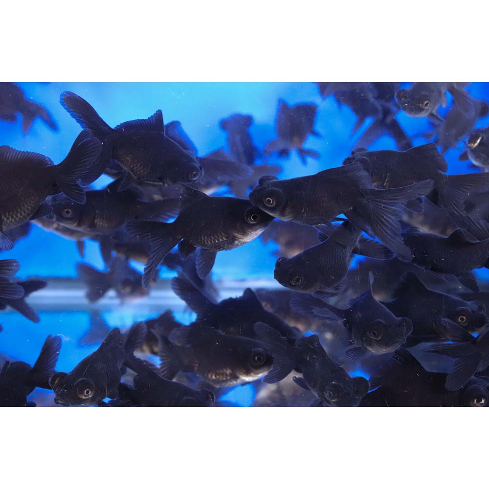 Black Moor Goldfish XS