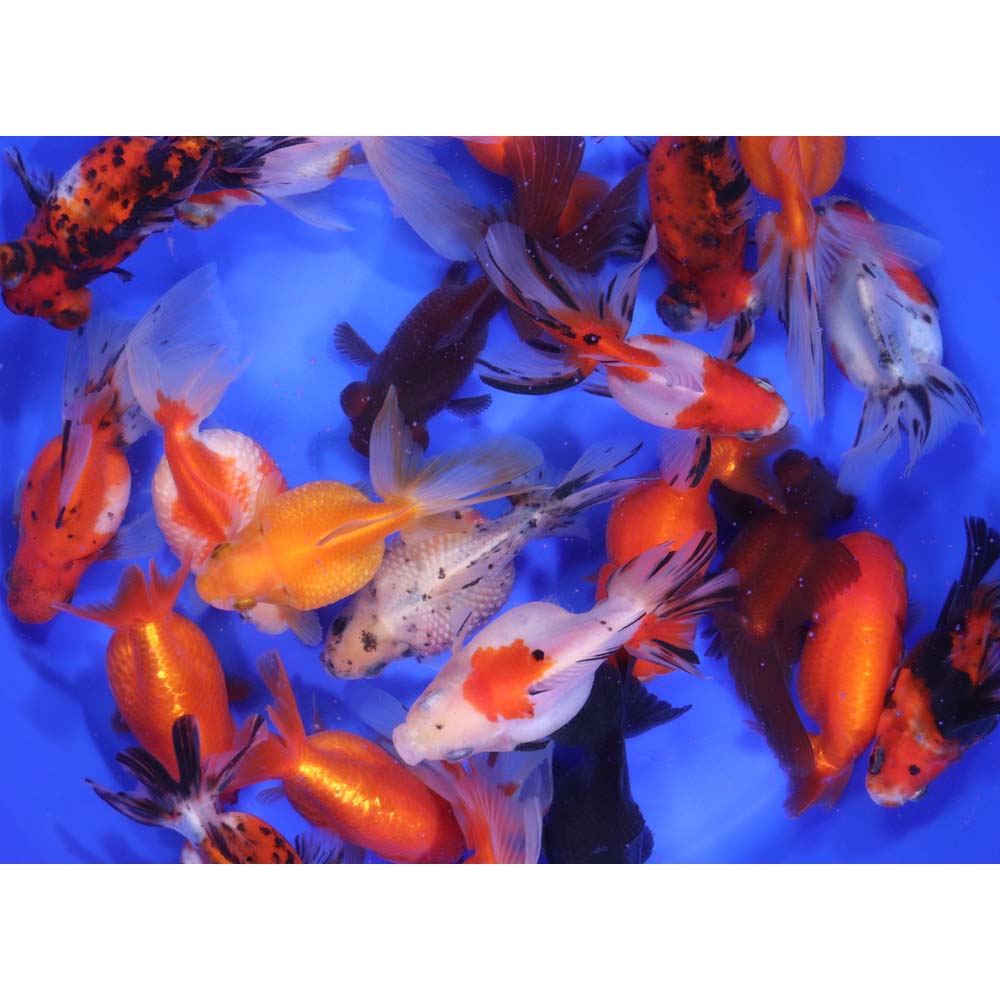 Mixed Fancy Goldfish LG