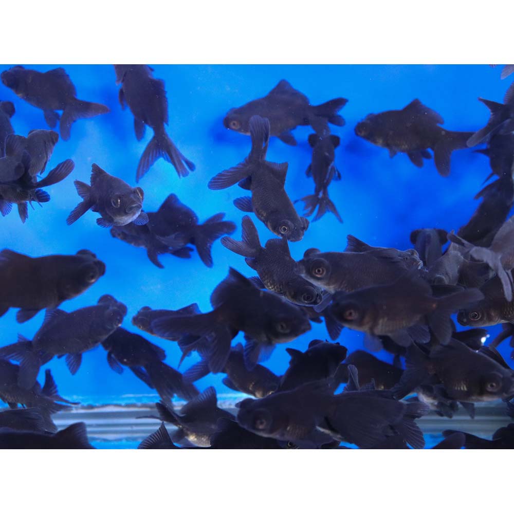 Black Moor Goldfish XS