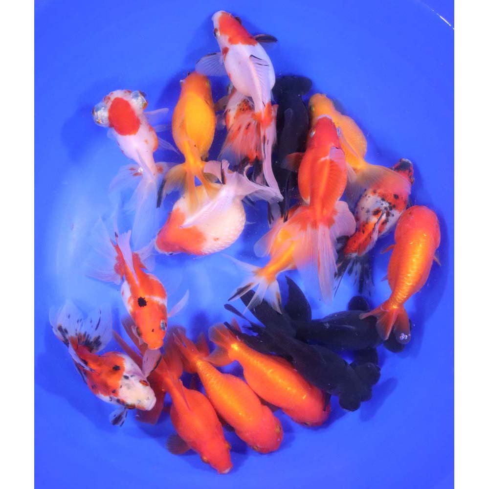 Mixed Fancy Goldfish XL