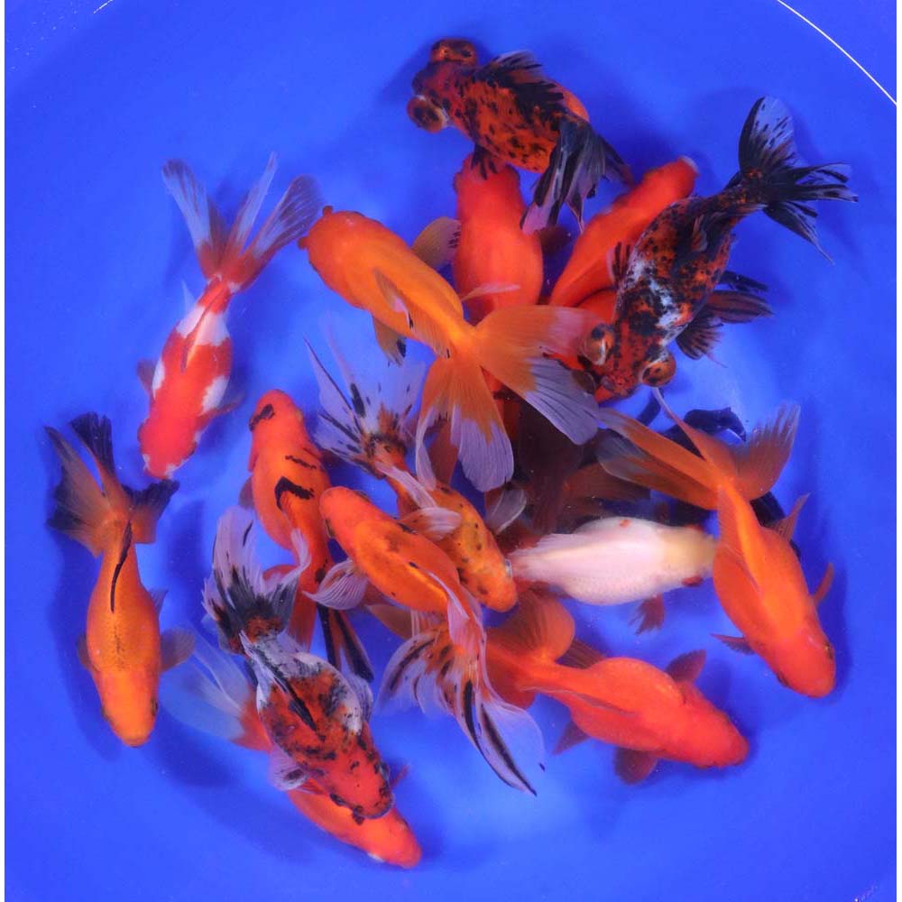 Mixed Premium Fantail Goldfish XL