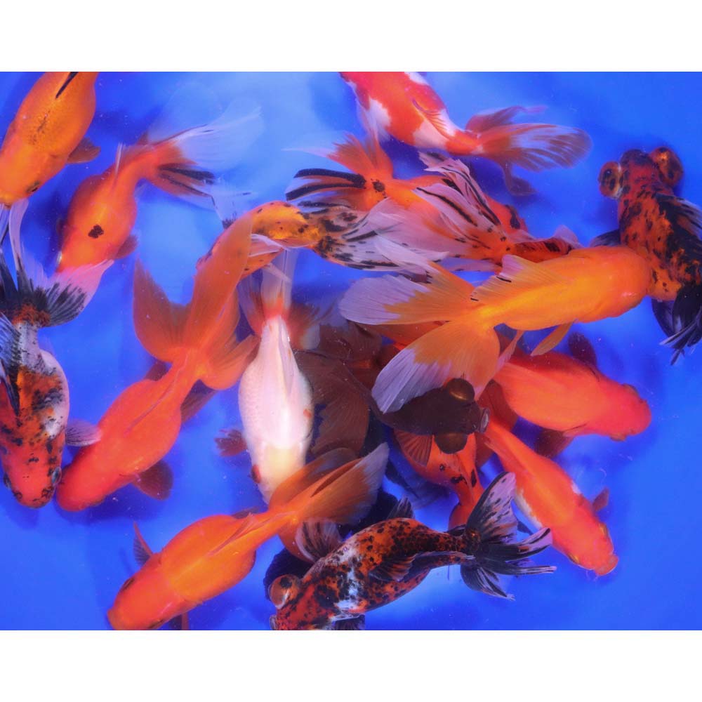 Mixed Premium Fantail Goldfish XL