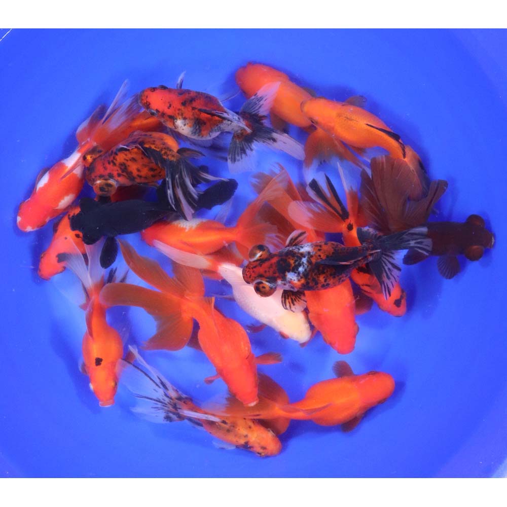 Mixed Premium Fantail Goldfish XL