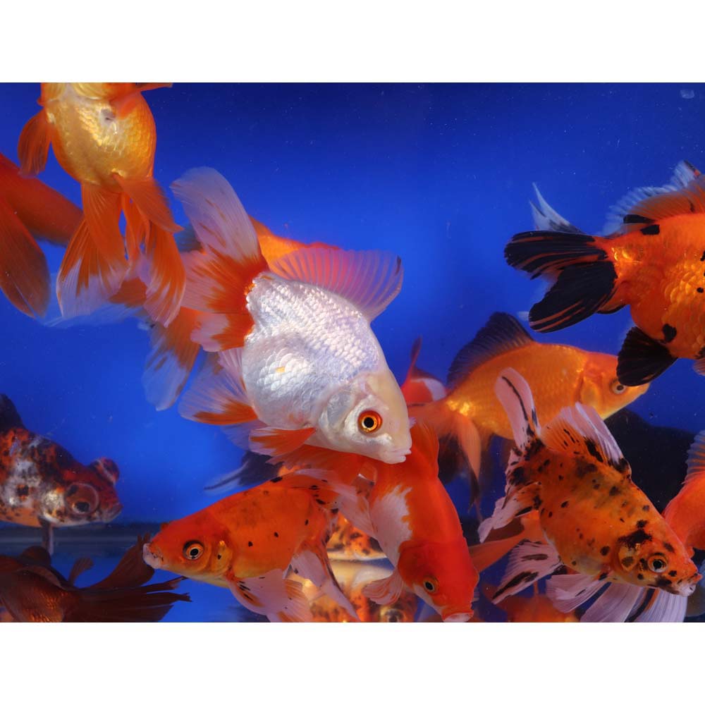 Mixed Premium Fantail Goldfish XL