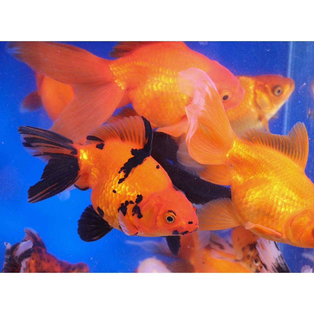 Mixed Premium Fantail Goldfish XL