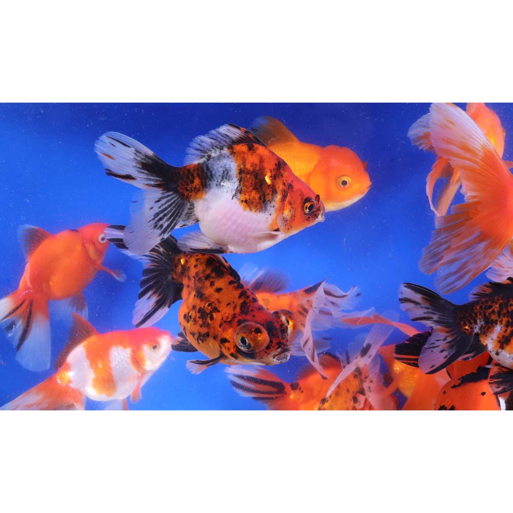 Mixed Premium Fantail Goldfish XL