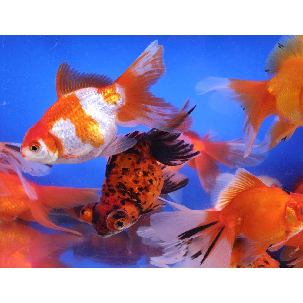 Mixed Premium Fantail Goldfish XL