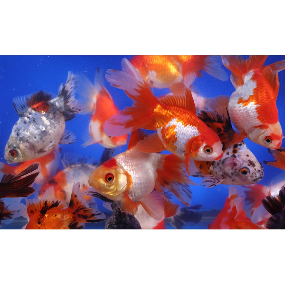 Mixed Ryukin Goldfish LG